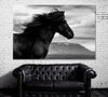 Image of Black Wild Horse Wall Art Canvas Print Decor-1Panel