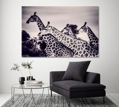 Giraffes in Black And White Fine Art Wall Art Canvas Print Decor-1Panel