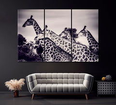 Giraffes in Black And White Fine Art Wall Art Canvas Print Decor-3Panel